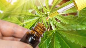 CBD Oil Legal in Canada