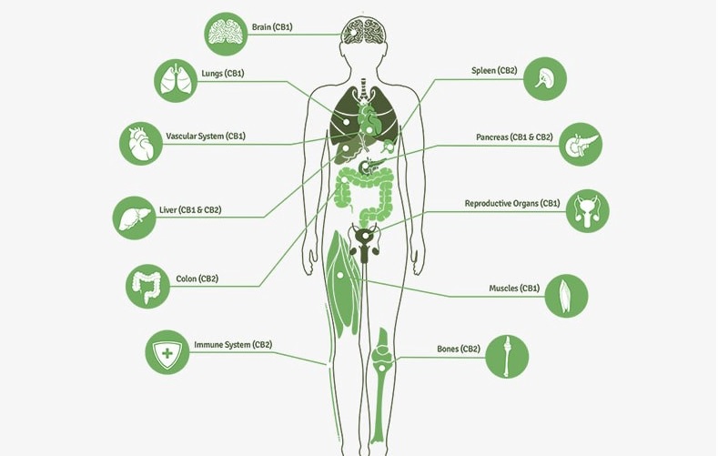 Why Does CBD Affect our Bodies
