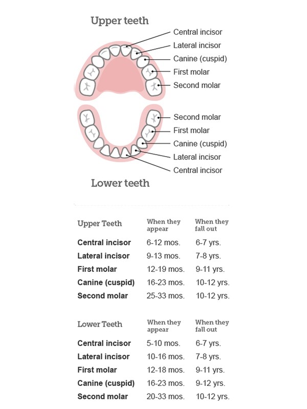 baby teeth chart