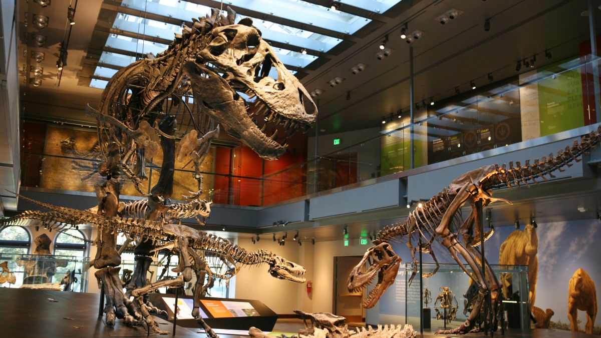 Museum of Natural History