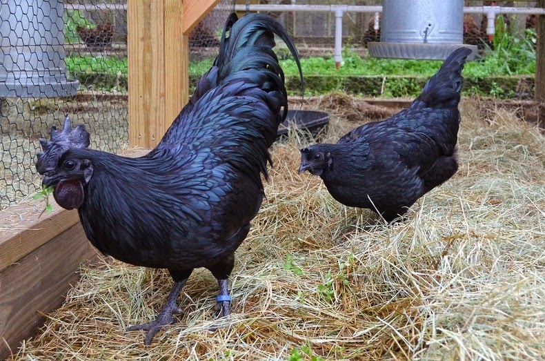 Black Chicken Ayam Cemani